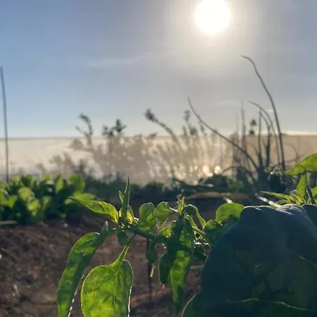 Gaia La Segunda Guia de Isora (Tenerife)